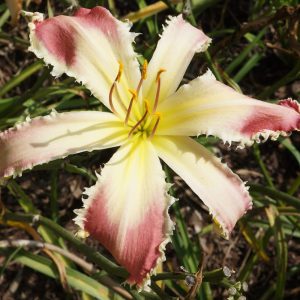 A striking bitone daylily with narrow red petals and a large white to pale yellow throat, known as the HANGING ON daylily.