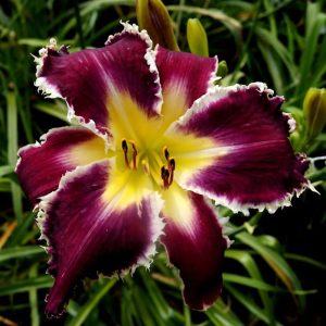 Darkwing daylily flower with dark merlot petals, large white teeth, a white half rib, and a yellow throat.