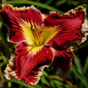 CHAN DOM VONGTHIRATH daylily with round, ruby red petals, carved triangular yellow throat, and thickly ruffled edge.