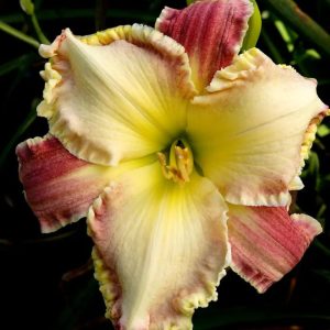 LAMB'S BREATH daylily with tender recurved magenta sepals, woolly Merino petals, and fleecy ruffled edge.