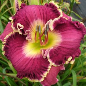 LAMB'S BREATH daylily with round, slightly recurved wine petals, cream-colored edge, small matching watermark, green throat, and ruffled texture.