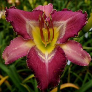 Star Link daylily flower with triangular violet petals, a complex eye with shades of pearl and purple, a ruffled edge, and a yellow throat.