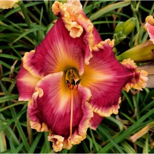 Debbie's Love daylily flower with round, fancy orange-red petals, a watermark, a thick orange edge, and a yellow throat.