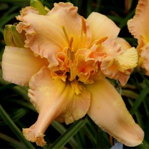 Lioness daylily flower with peachy petals, a sculpted cristate form, and a yellow throat.