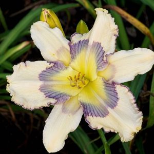 Ladybug Piano Keys daylily with ivory petals, veined blue eye, thin double edge, and yellow triangular throat.