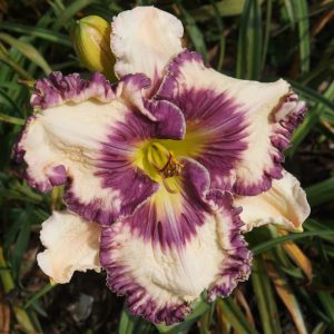 Captivating daylily with sculpted relief design and intricate color patterns.