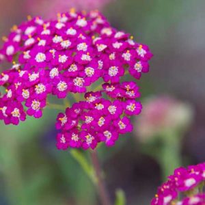 Achillea Cerise Queen