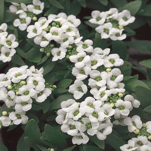 Alyssum Clear Crystal White