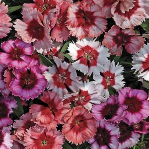 Dianthus Super Parfait Mix