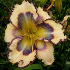 Geneva Blueprint Daylily