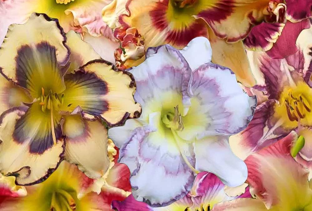 Hybrid Assorted Daylilies
