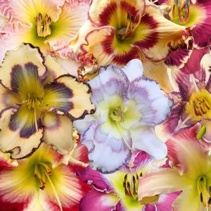 Hybrid Assorted Daylilies