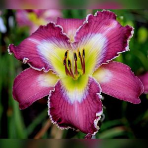 Ion Exchange Daylily