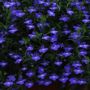 Lobelia Regatta Midnight Blue