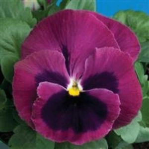 Pansy Colossus Rose Blotch