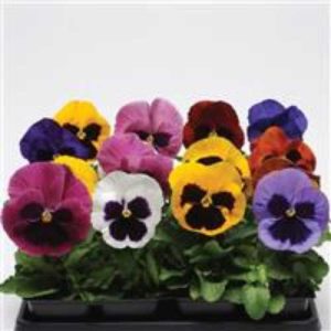 Pansy Matrix Blotch Mix