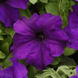 Petunia Supercascade Blue