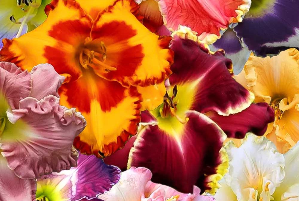 Premium Assorted Daylilies