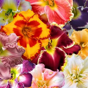 Premium Assorted Daylilies