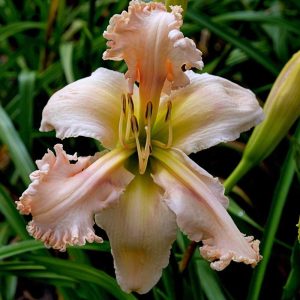 Skin Tight Daylily