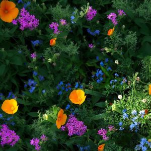 Wildflowers Shade Mixture